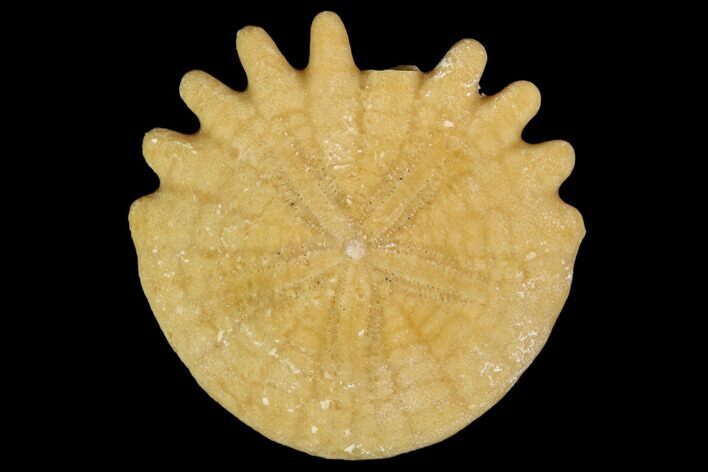 Fossil Sand Dollar (Heliophora) - Boujdour Province, Morocco #106767